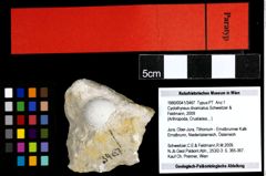 Foto (Objekt + Etiketten) von Cyclothyreus divaricatus (Schweitzer & Feldmann, 2009) 